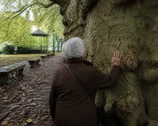 Elderly woman quietly examining carved initials on an old plane tree in a tranquil, leafy park with soft natural light and a contemplative mood.