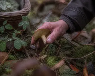 A weathered hand gently picking a wild mushroom on a dew-covered forest floor in diffuse autumn light, with a rustic basket partially visible in the background.