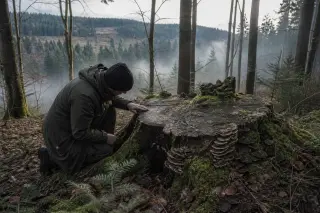 Person kneeling by a mossy tree stump in a misty forest, examining its details, with a backdrop of mixed evergreens and clearings under soft winter light.