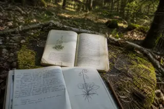 Notebook, field guide, and glasses on mossy stump in tranquil Vosges forest, early spring light, botanical sketches visible