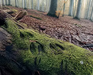 Mossy forest log with fresh animal tracks, surrounded by damp leaves and slender beech trees under soft morning light