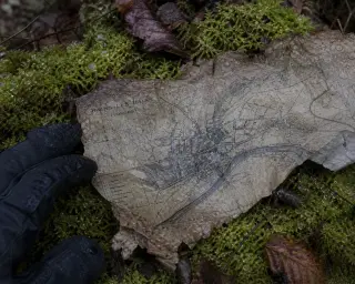 Fragment of an old archival map resting on wet moss in a Vosges forest, raindrops and a gloved hand partly visible, under soft, misty daylight.