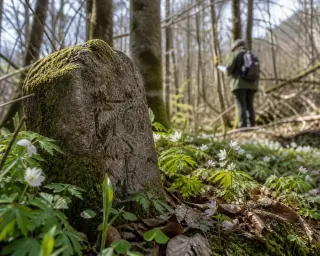 Moss-covered forest boundary stone among leaves and wildflowers, blurred beech trunks in background, distant observer studying the landscape in soft, gentle light.